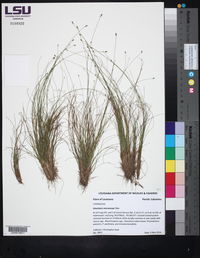 Eleocharis microcarpa image