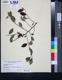 Ilex ambigua image