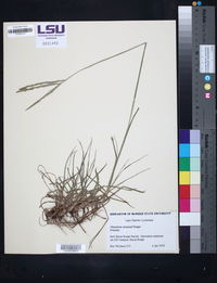 Paspalum notatum image