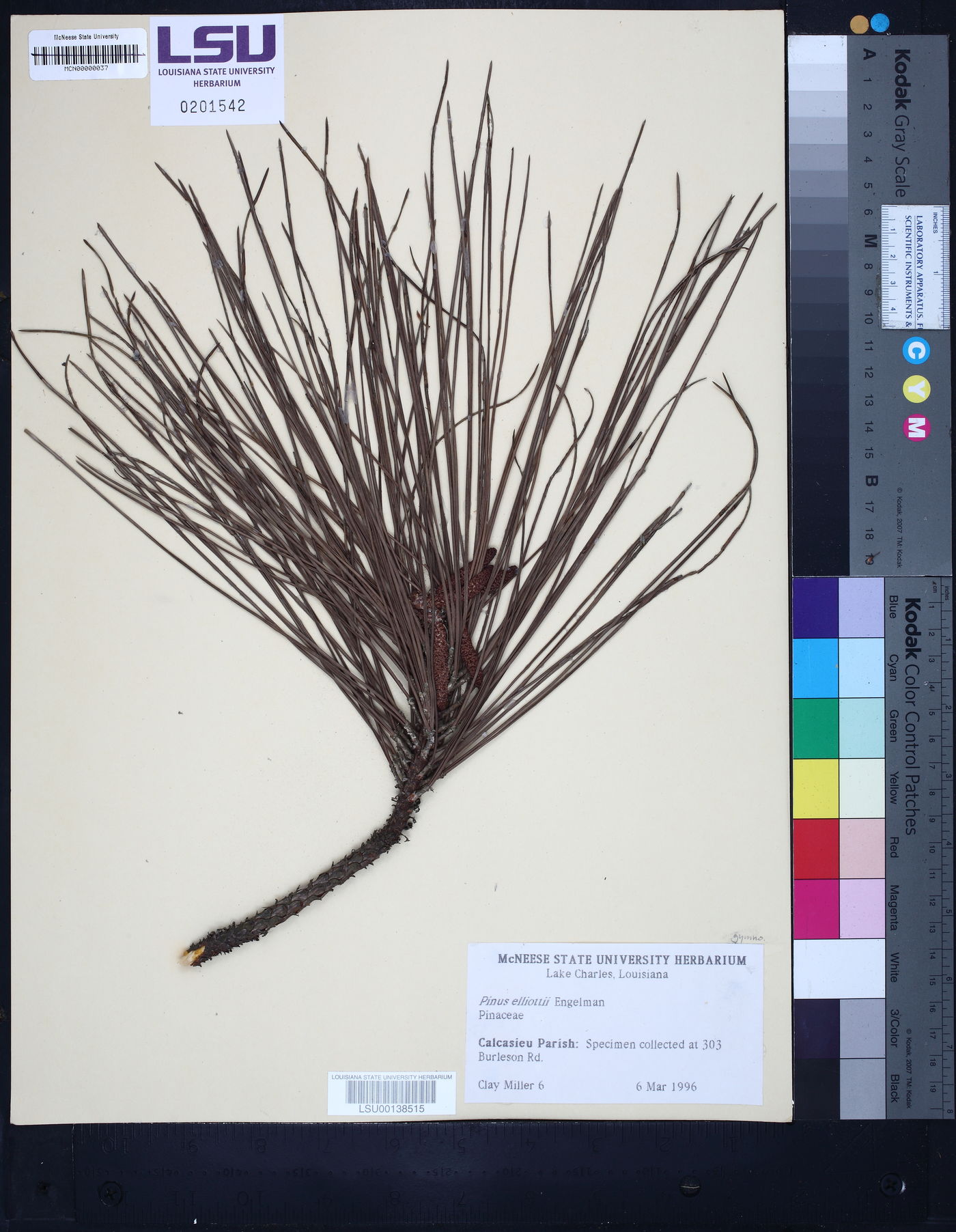 Pinus elliottii image