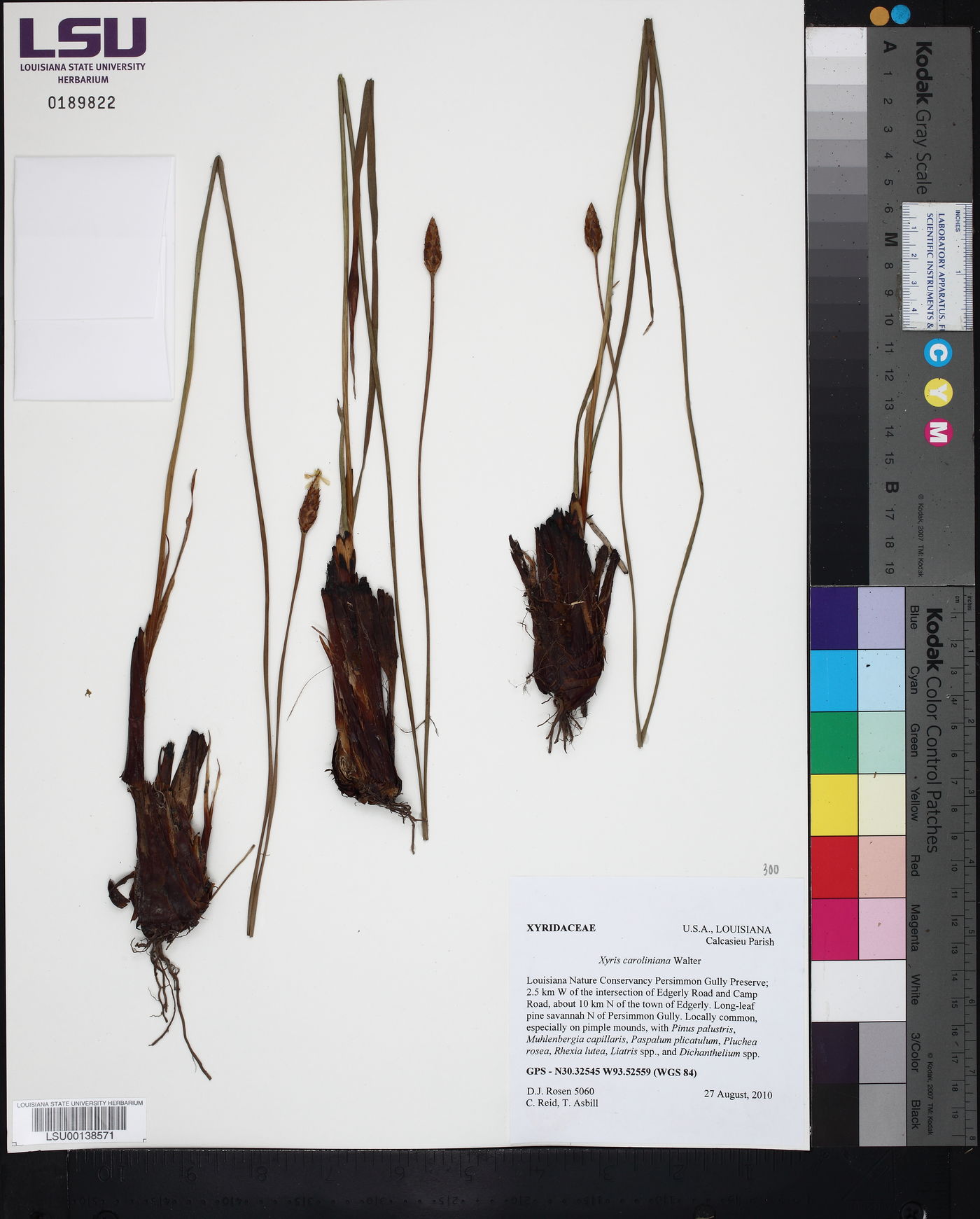 Xyris caroliniana image