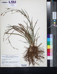 Carex styloflexa image