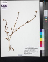 Cakile lanceolata subsp. fusiformis image