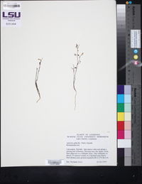Apteria aphylla image