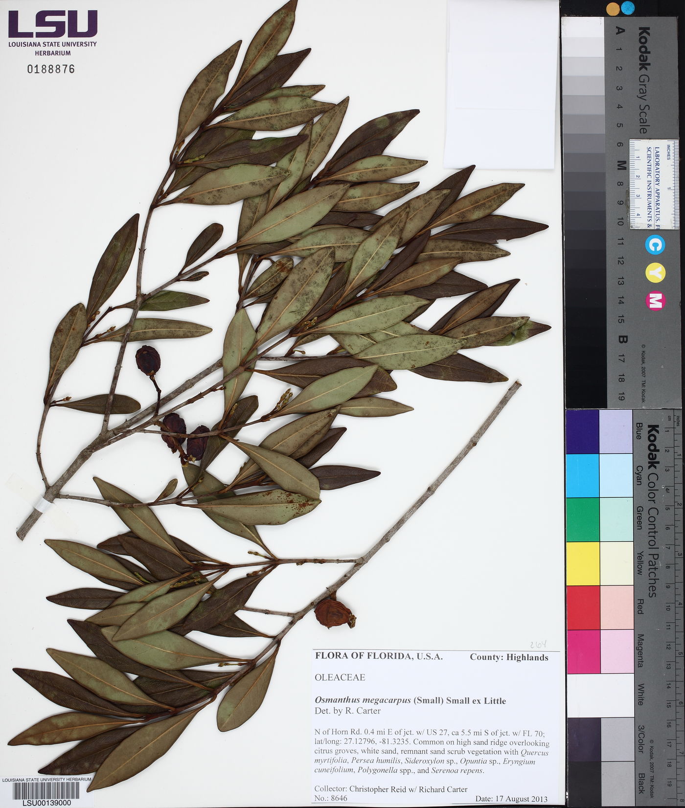 Osmanthus megacarpus image