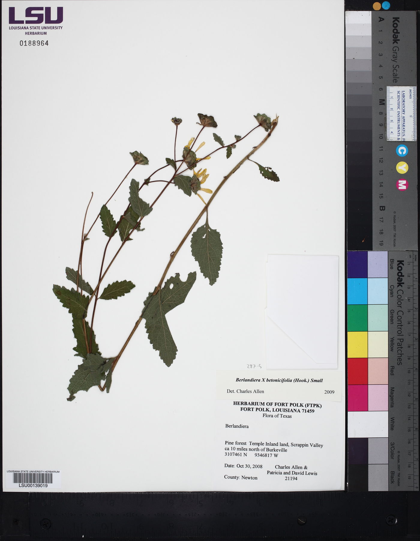 Berlandiera x betonicifolia image