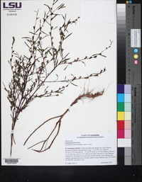 Ludwigia linearis image