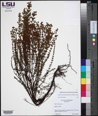 Hypericum drummondii image