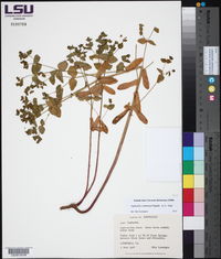 Euphorbia commutata image