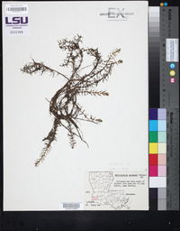 Myriophyllum pinnatum image