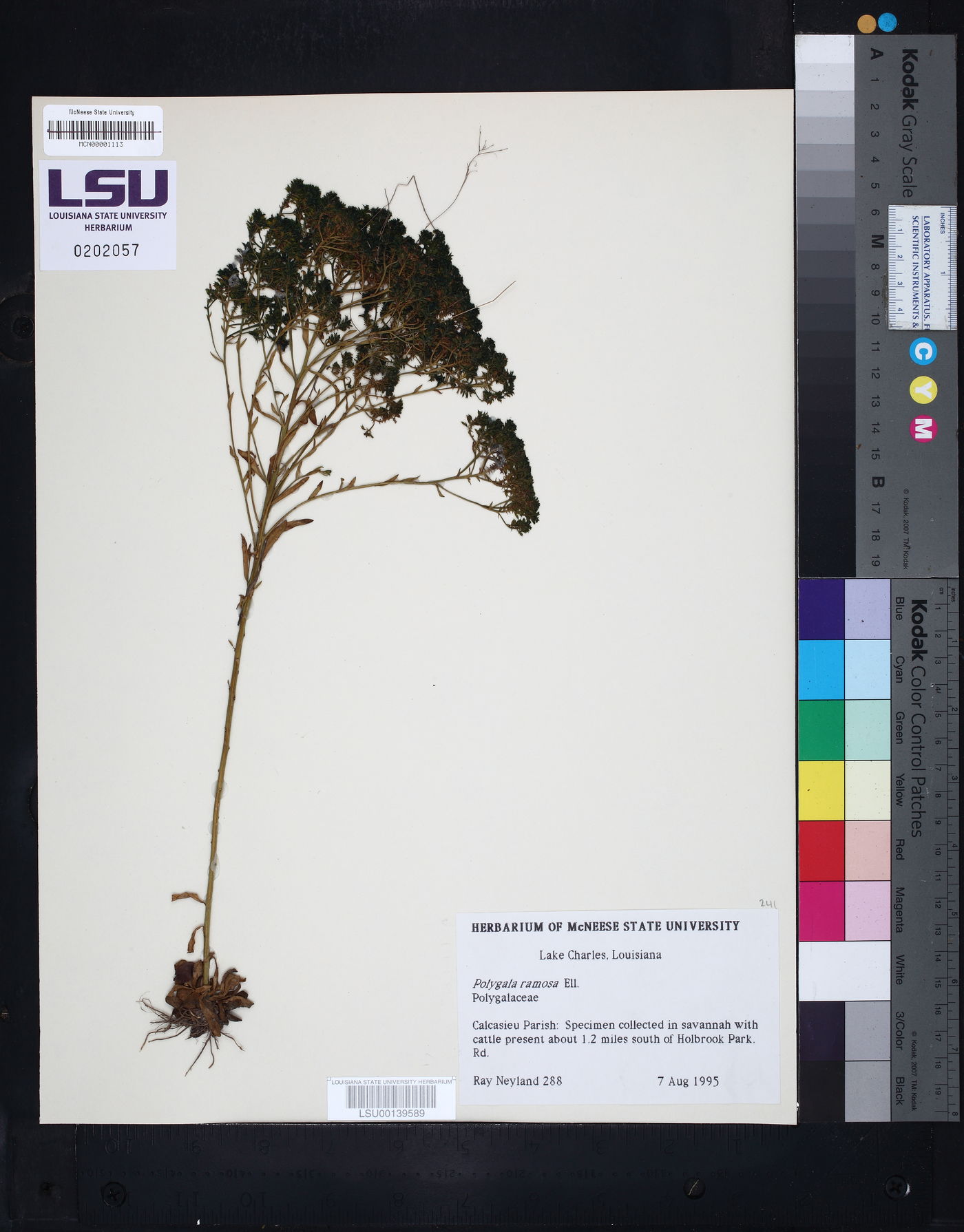 Polygala ramosa image