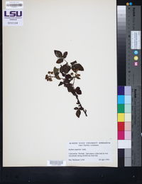 Rubus argutus image