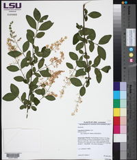 Ligustrum sinense image