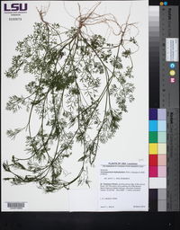 Cyclospermum leptophyllum image