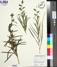 Liatris squarrosa var. squarrosa image