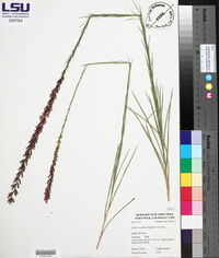 Liatris acidota image