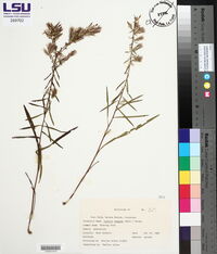 Liatris elegans image