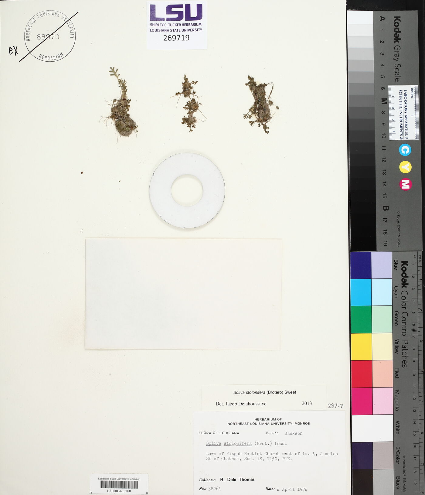 Soliva stolonifera image