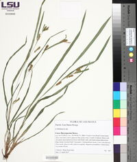 Carex flaccosperma image