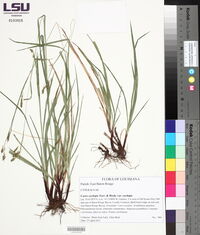 Carex oxylepis image