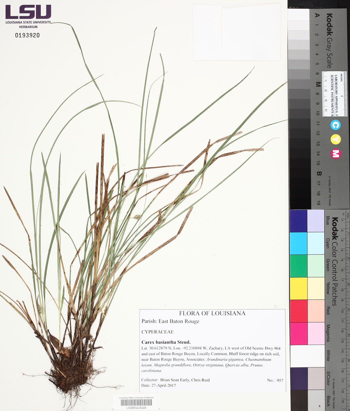 Carex basiantha image