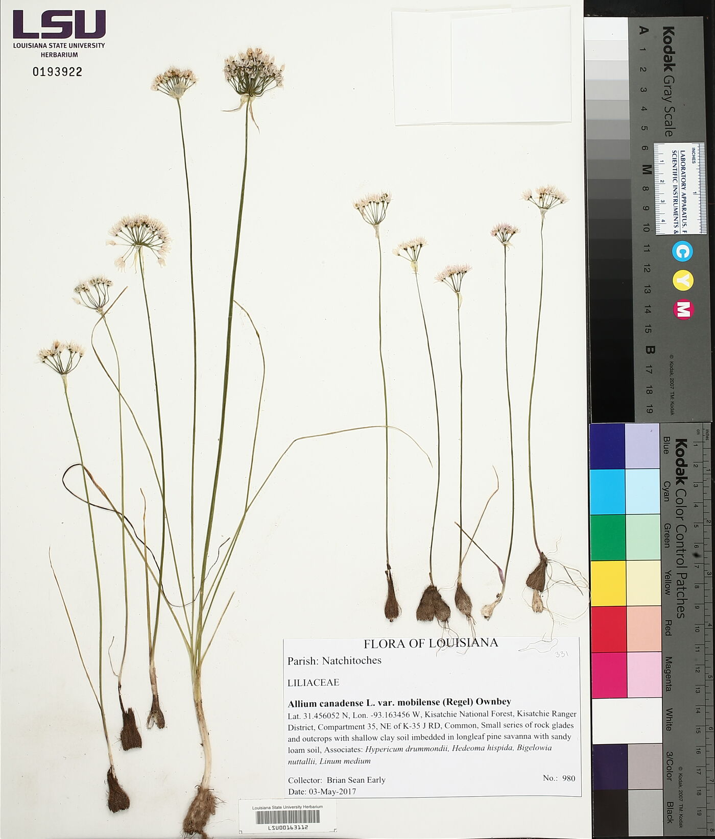 Allium canadense var. mobilense image