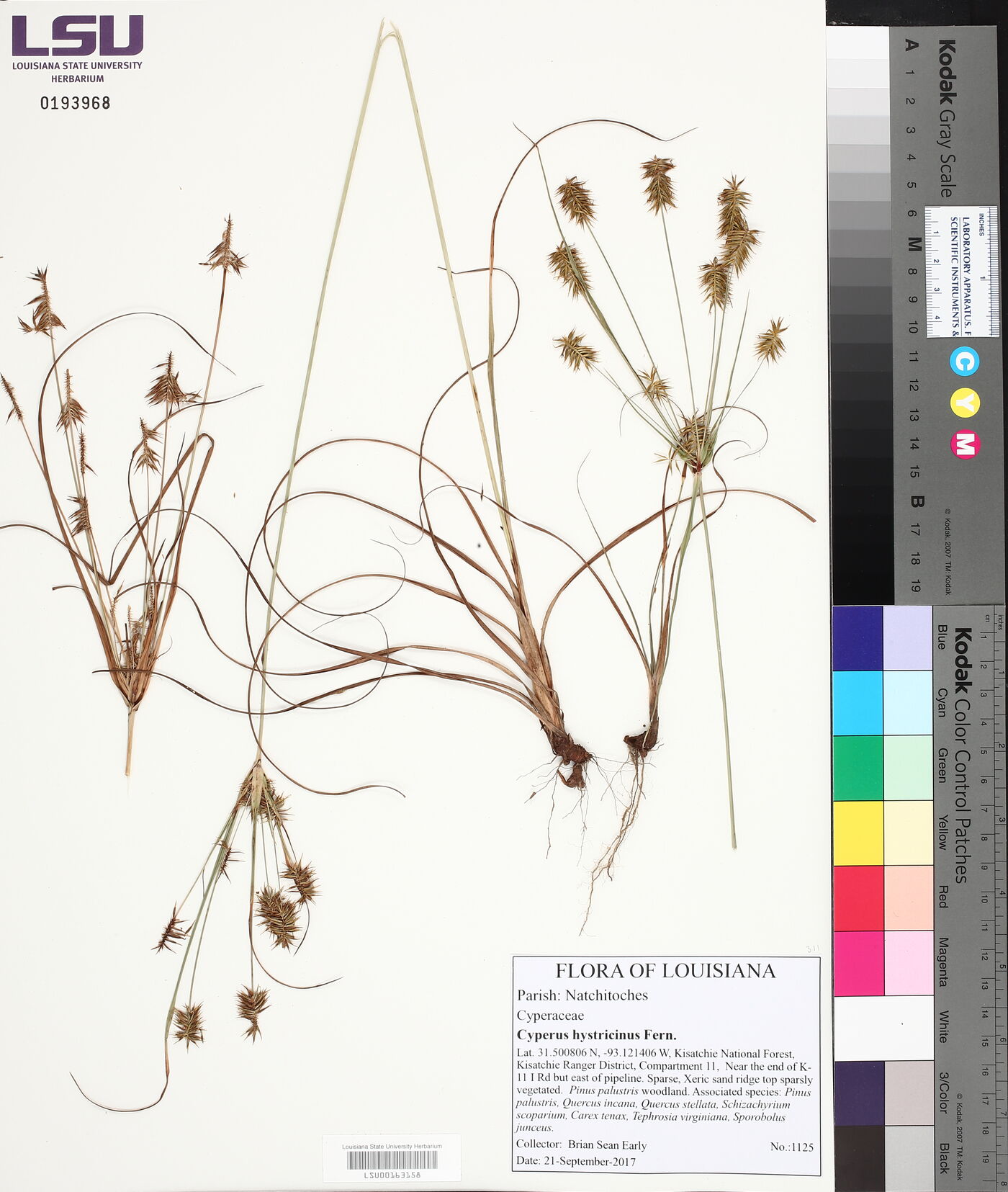 Cyperus hystricinus image