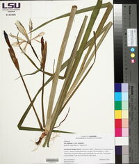 Iris virginica var. virginica image