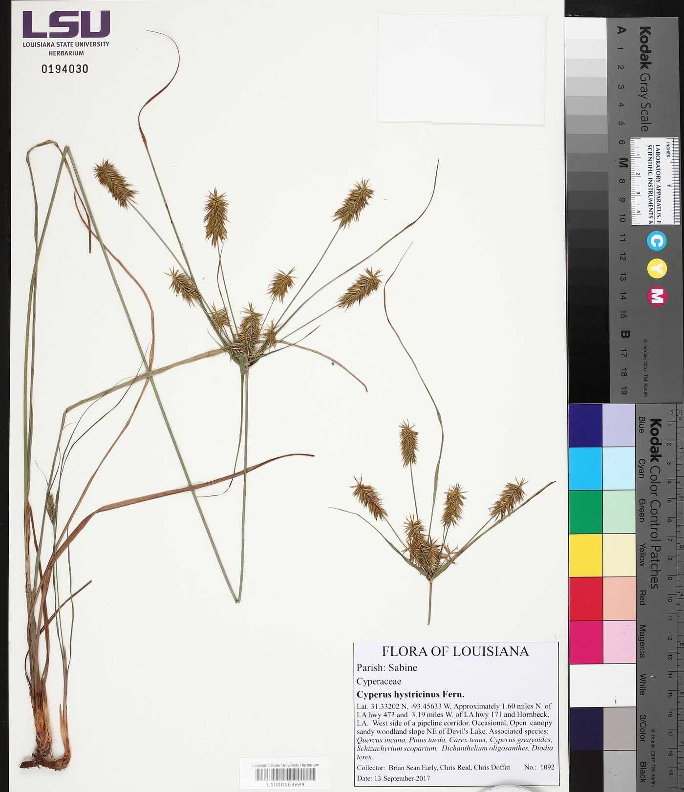 Cyperus hystricinus image