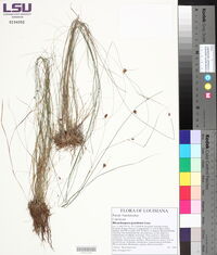 Rhynchospora gracilenta image
