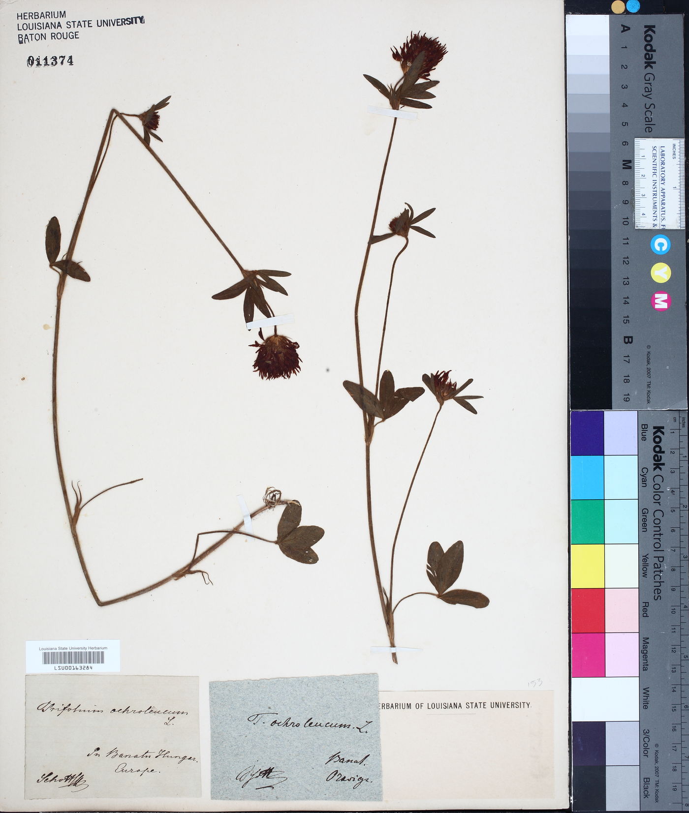 Trifolium ochroleucum image