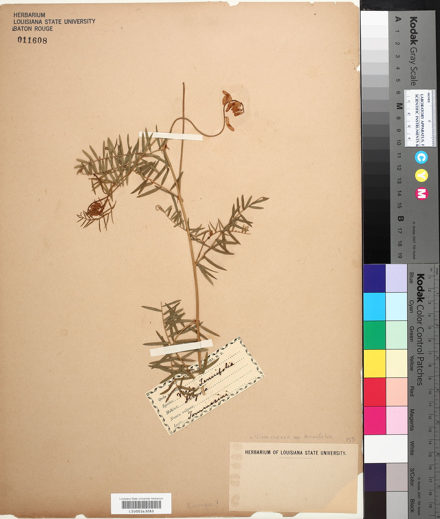 Vicia cracca var. tenuifolia image