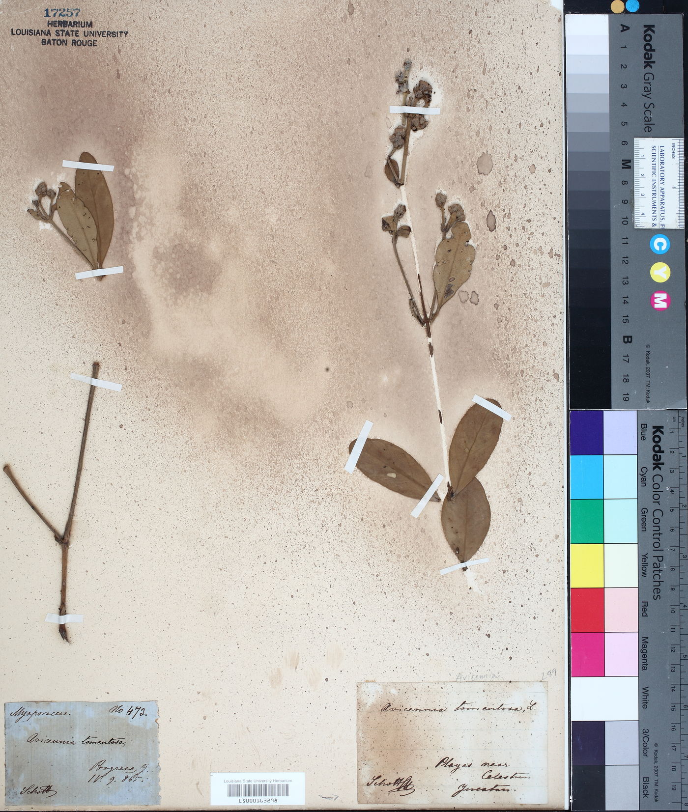 Avicennia tomentosa image