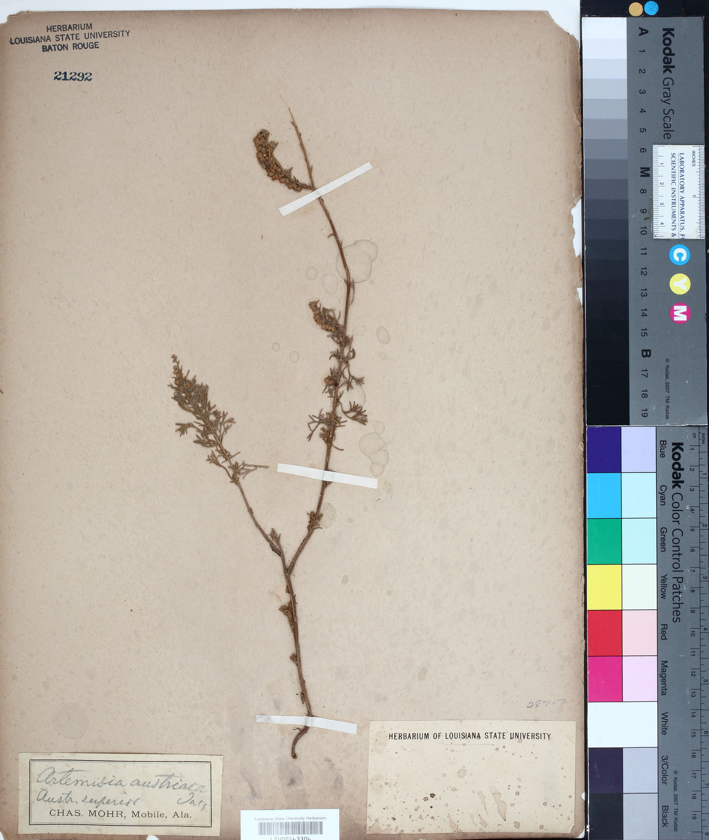 Artemisia austriaca image