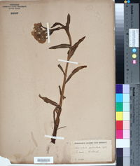 Image of Jacobaea leucophylla