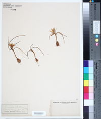 Romulea bulbocodium image
