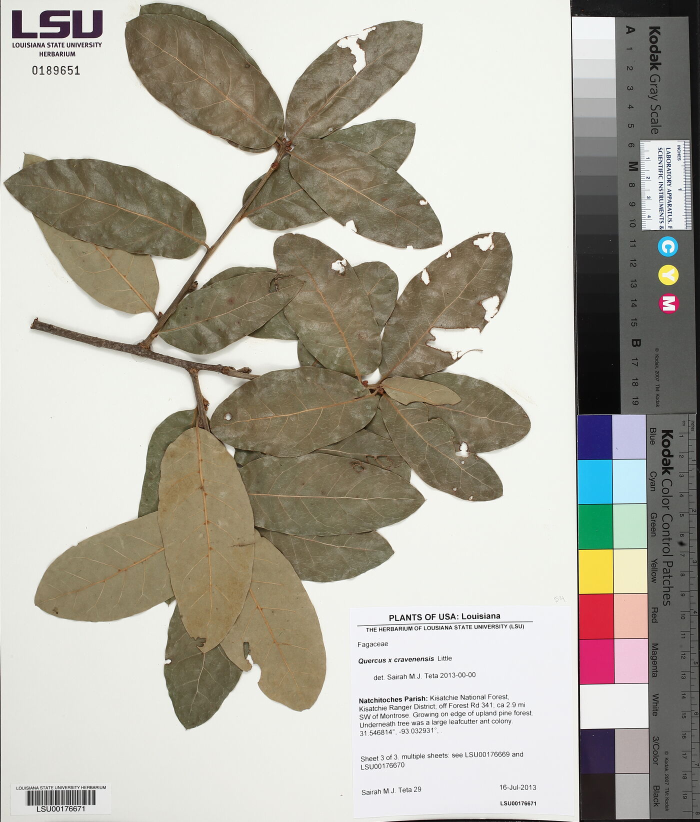 Quercus x cravenensis image