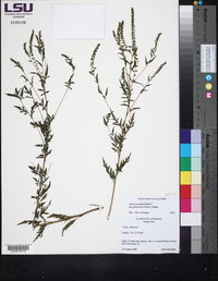 Ambrosia artemisiifolia var. paniculata image