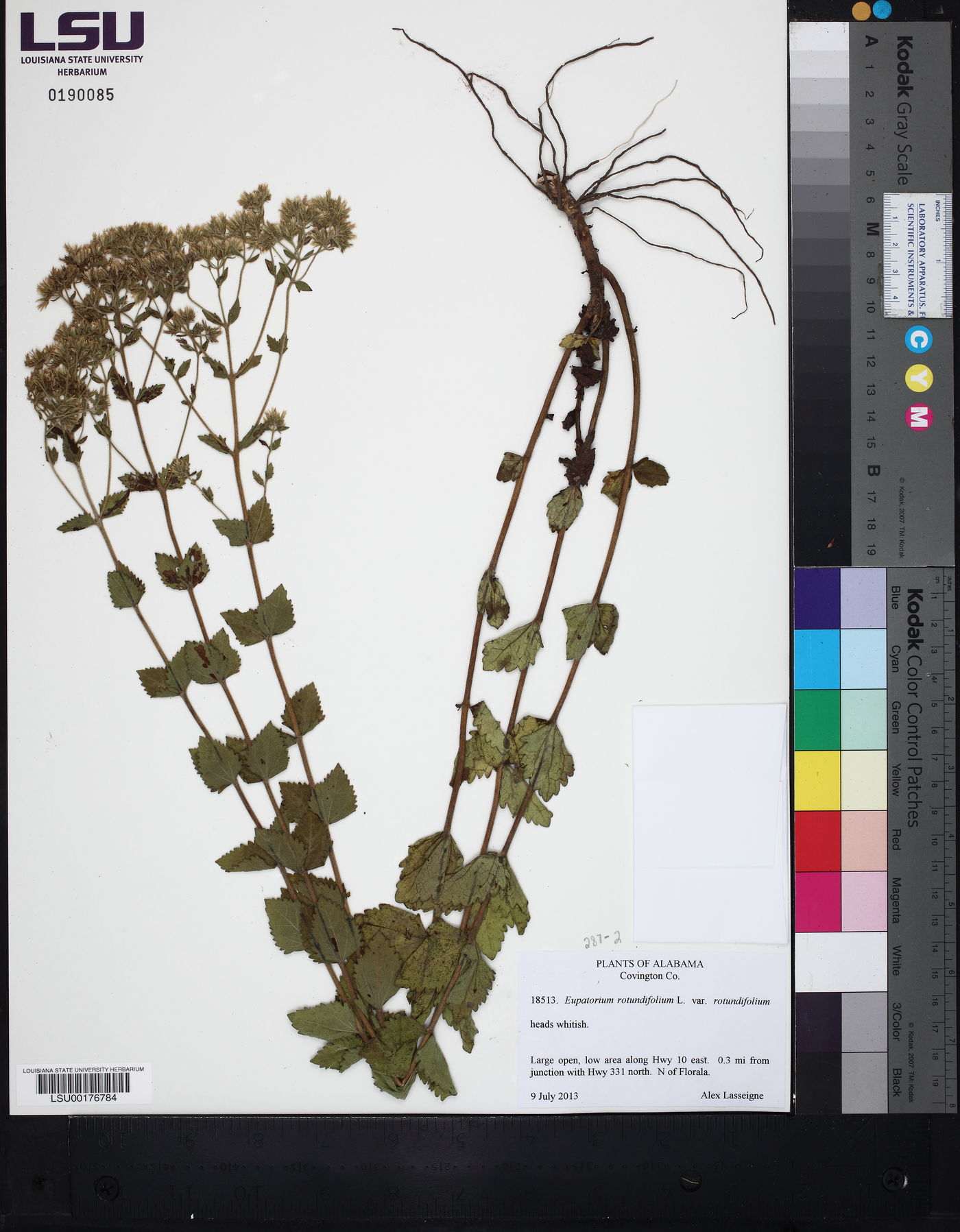 Eupatorium rotundifolium var. rotundifolium image
