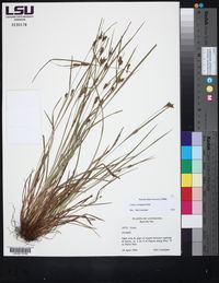 Carex corrugata image