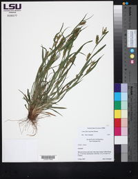 Carex flaccosperma image