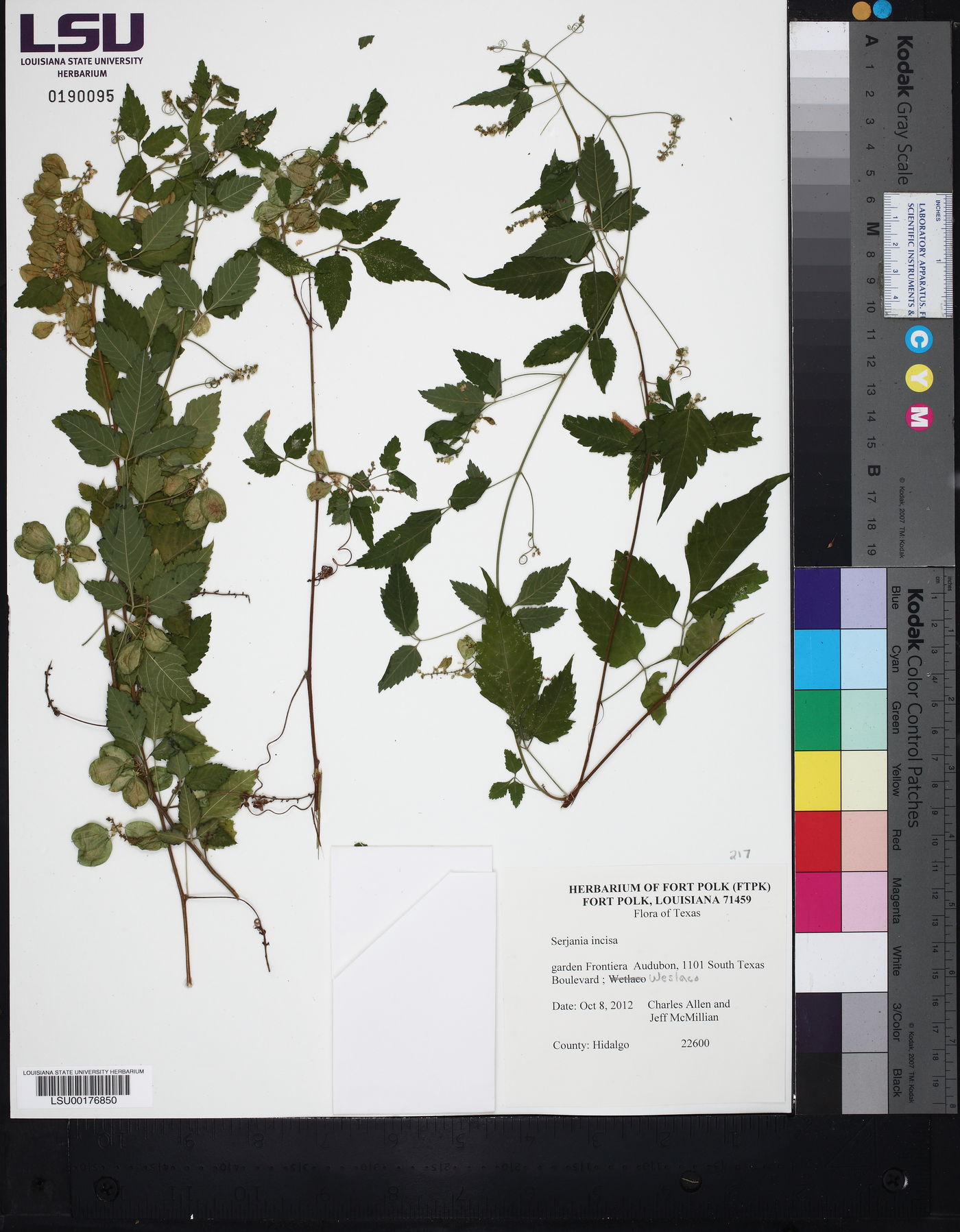 Serjania incisa image