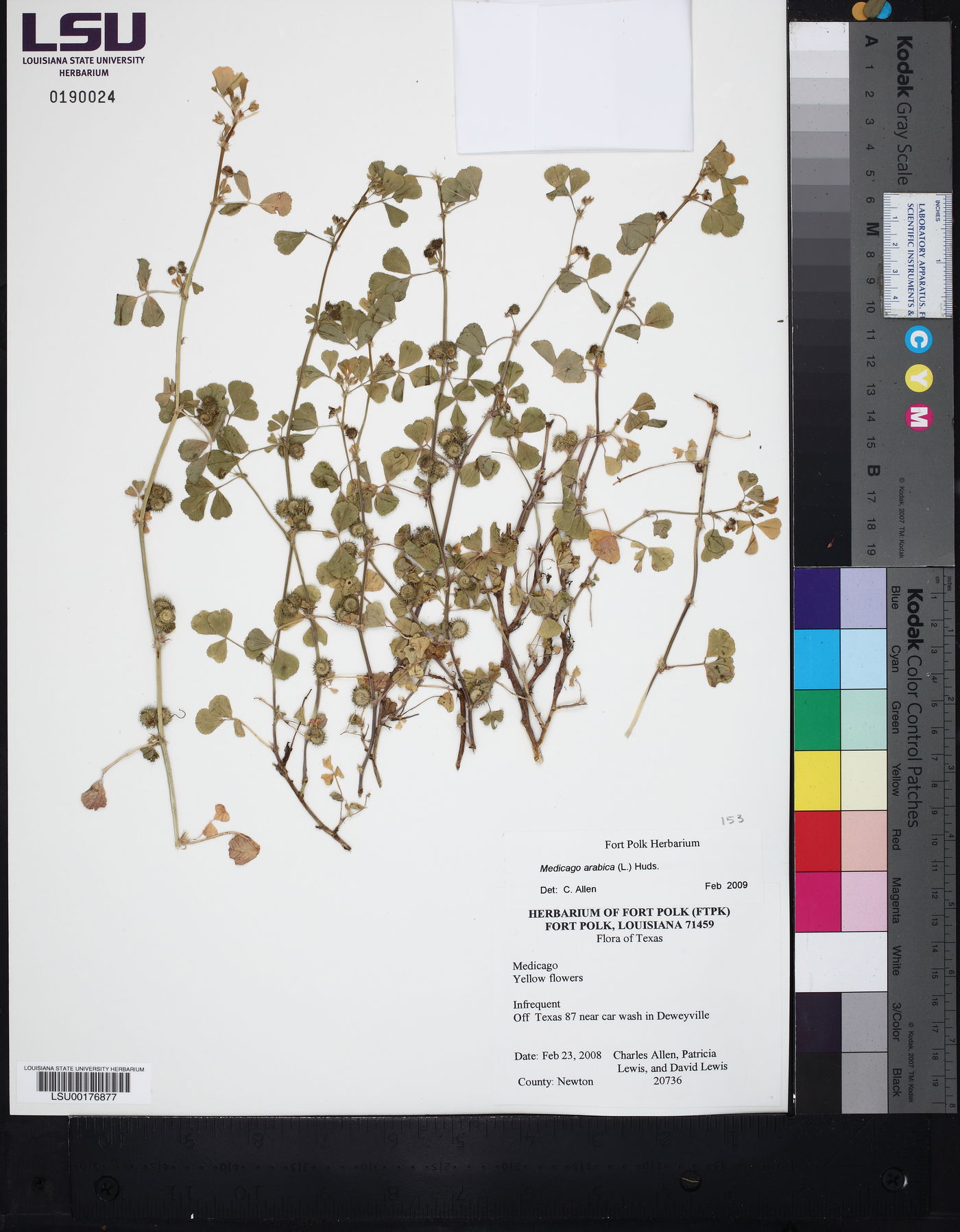 Medicago arabica image