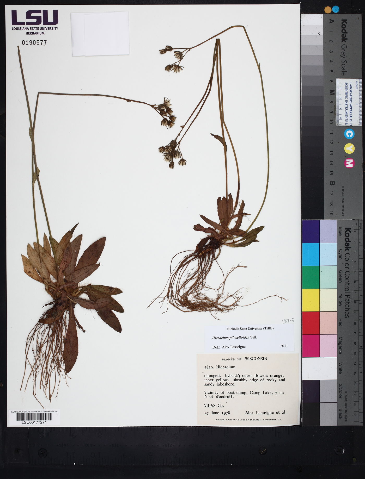 Hieracium piloselloides image