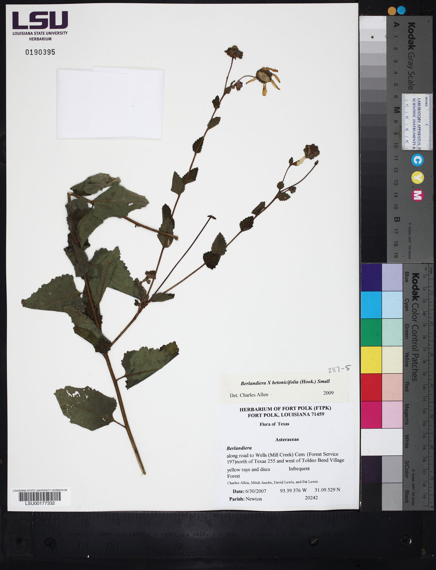 Berlandiera x betonicifolia image