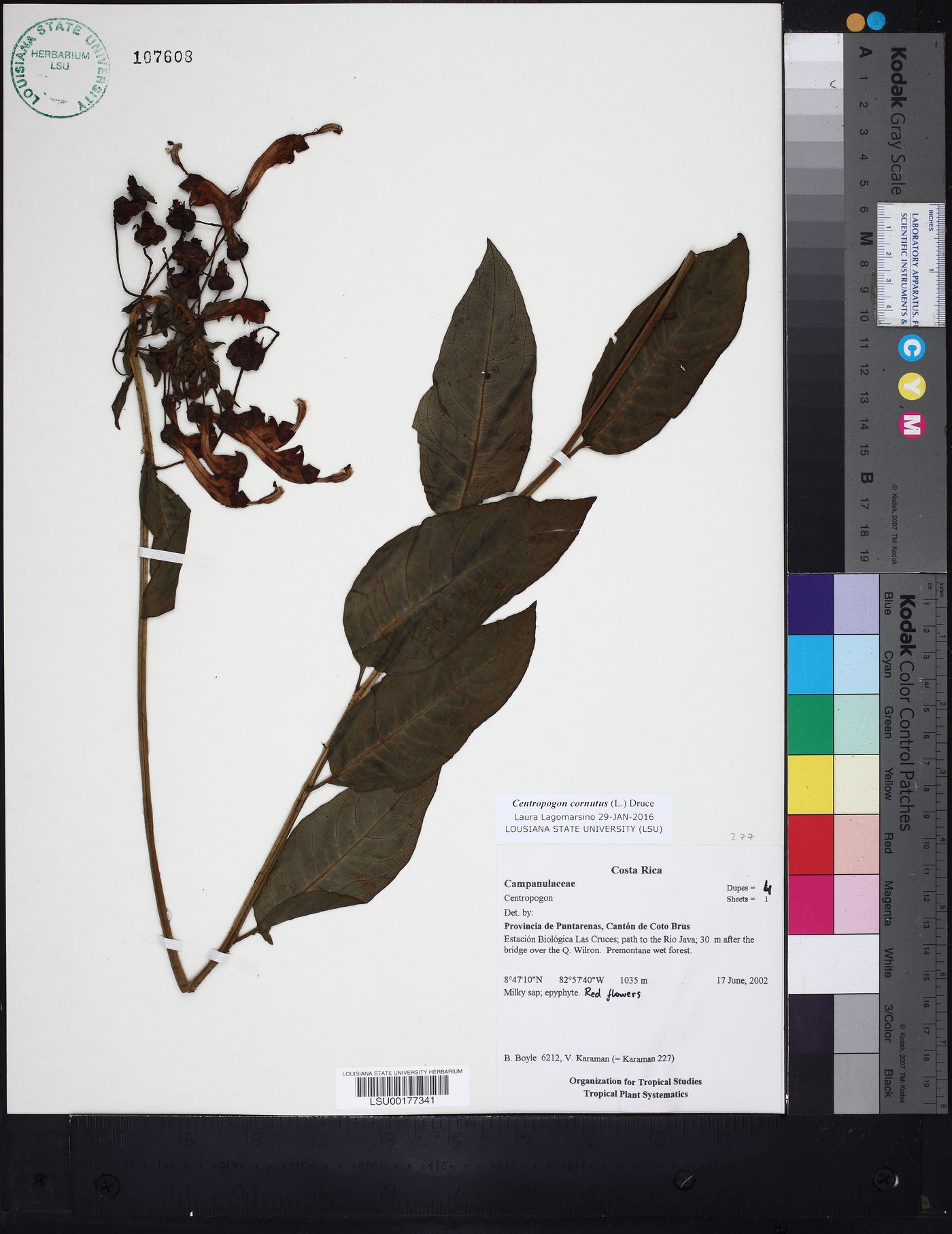 Centropogon cornutus image
