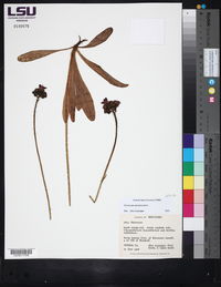 Hieracium aurantiacum image