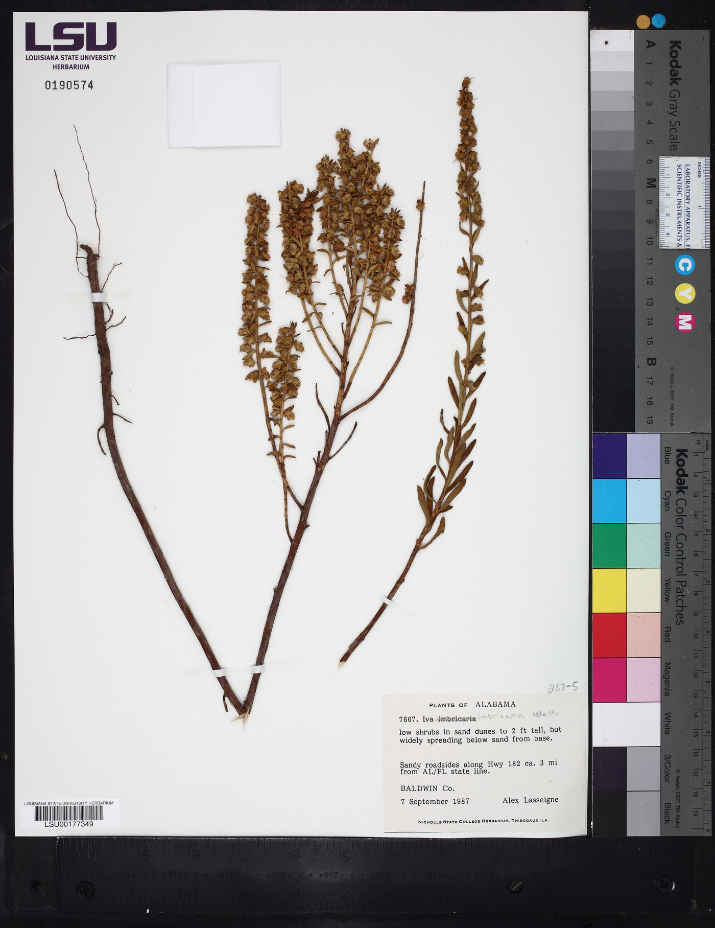 Iva imbricata image