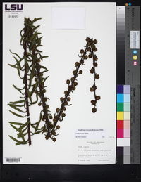 Liatris aspera image