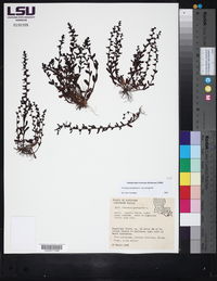 Veronica peregrina subsp. peregrina image